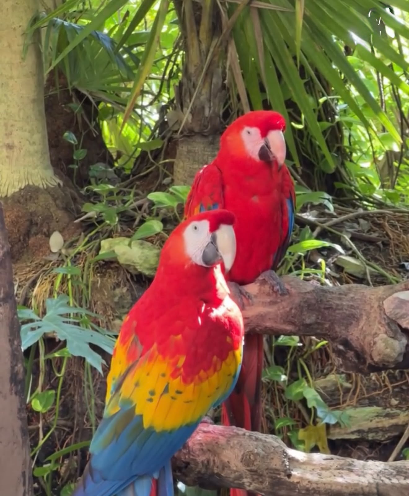 XCaret Plus - miniatura 4