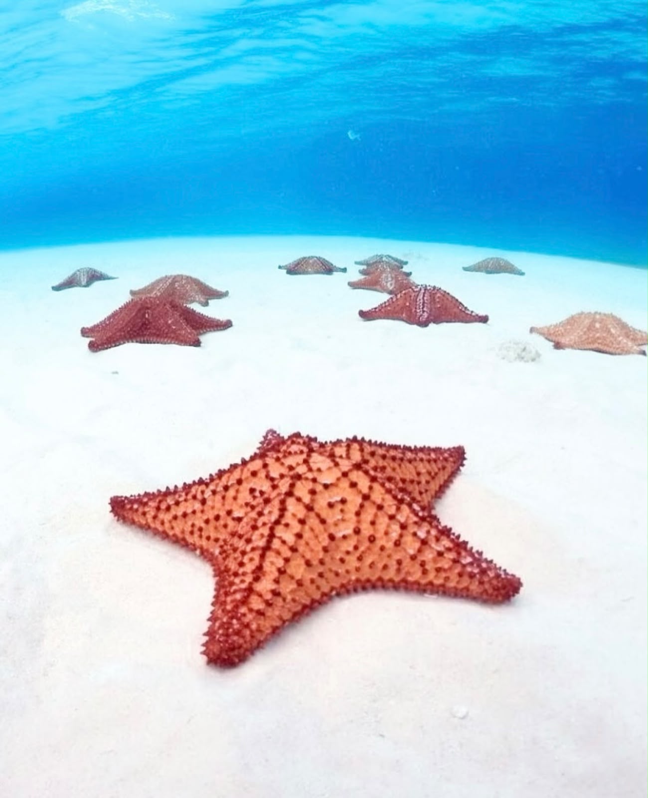 Cozumel El Cielo / Desde Playa - miniatura 4