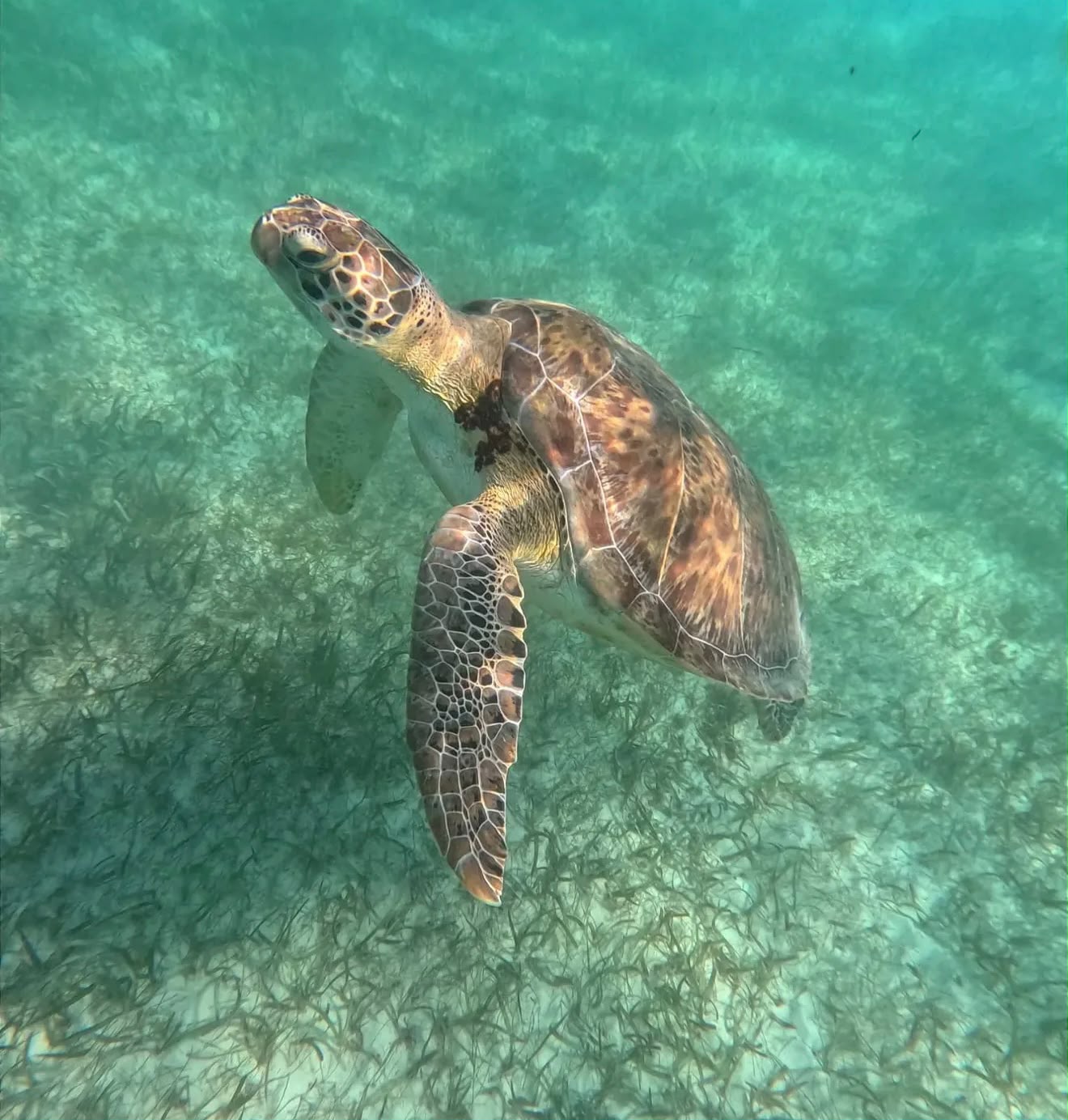 Blue Escape: Akumal, Cenote e beach club - foto 1
