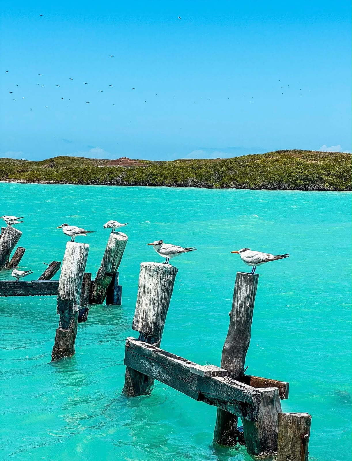 Isla Contoy - foto 1